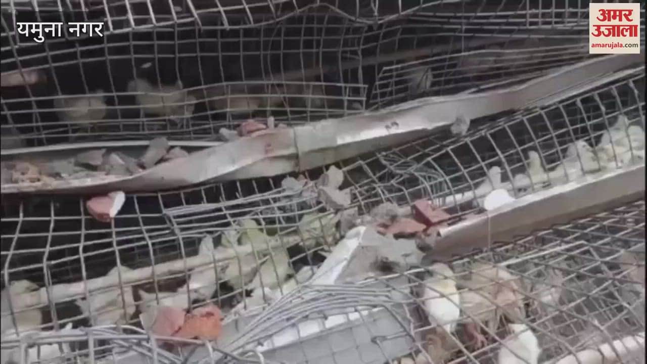 Poultry farm building collapsed due to lightning in Yamunanagar, 13 chicks died
