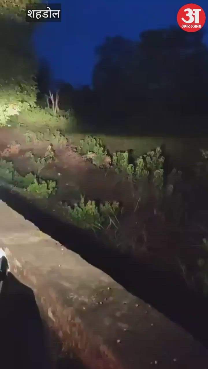 People are terrified due to tiger's movement, forest department alert