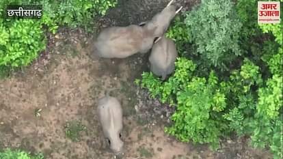 Video of baby elephant mischief goes viral in Chhattisgarh's Raigarh