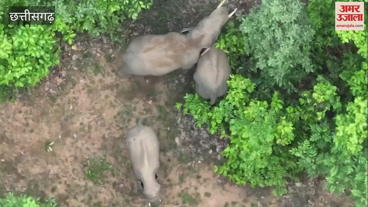 Video of baby elephant mischief goes viral in Chhattisgarh's Raigarh