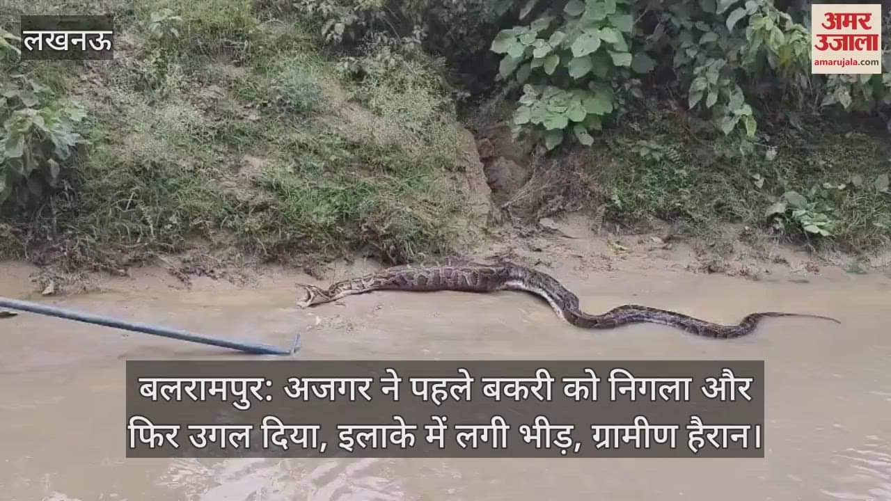 बलरामपुर: अजगर ने पहले बकरी को निगला और फिर उगल दिया, इलाके में लगी भीड़, ग्रामीण हैरान