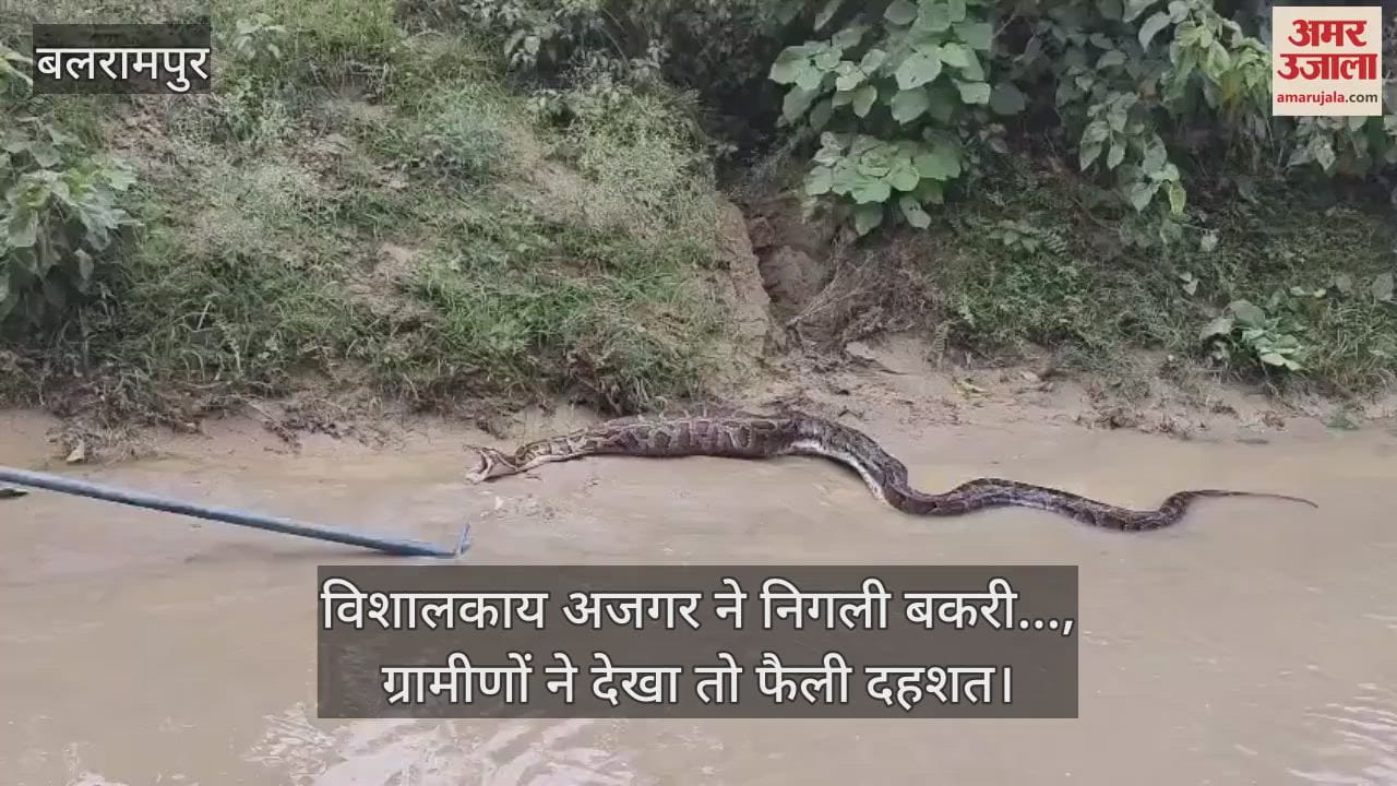 बलरामपुर में विशालकाय अजगर ने निगली बकरी..., ग्रामीणों ने देखा तो फैली दहशत