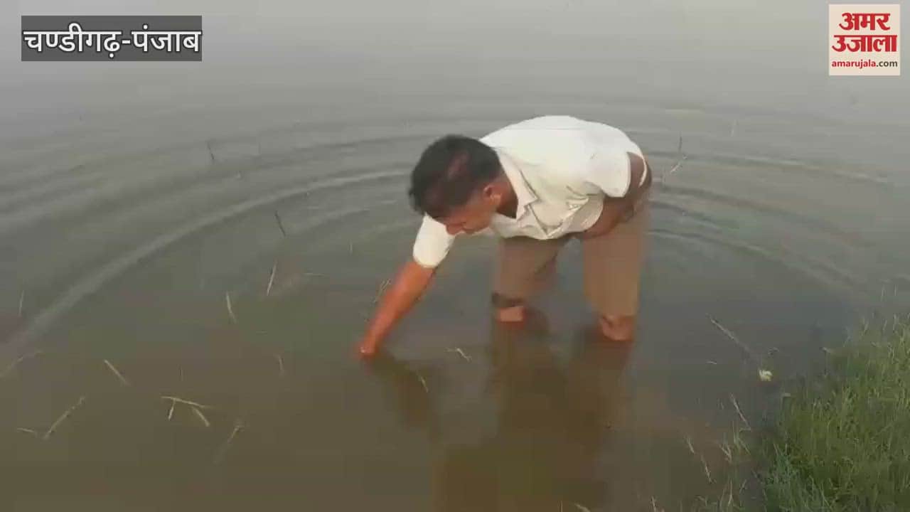 Paddy, arbi and moong crops submerged due to rain water in Mamdot
