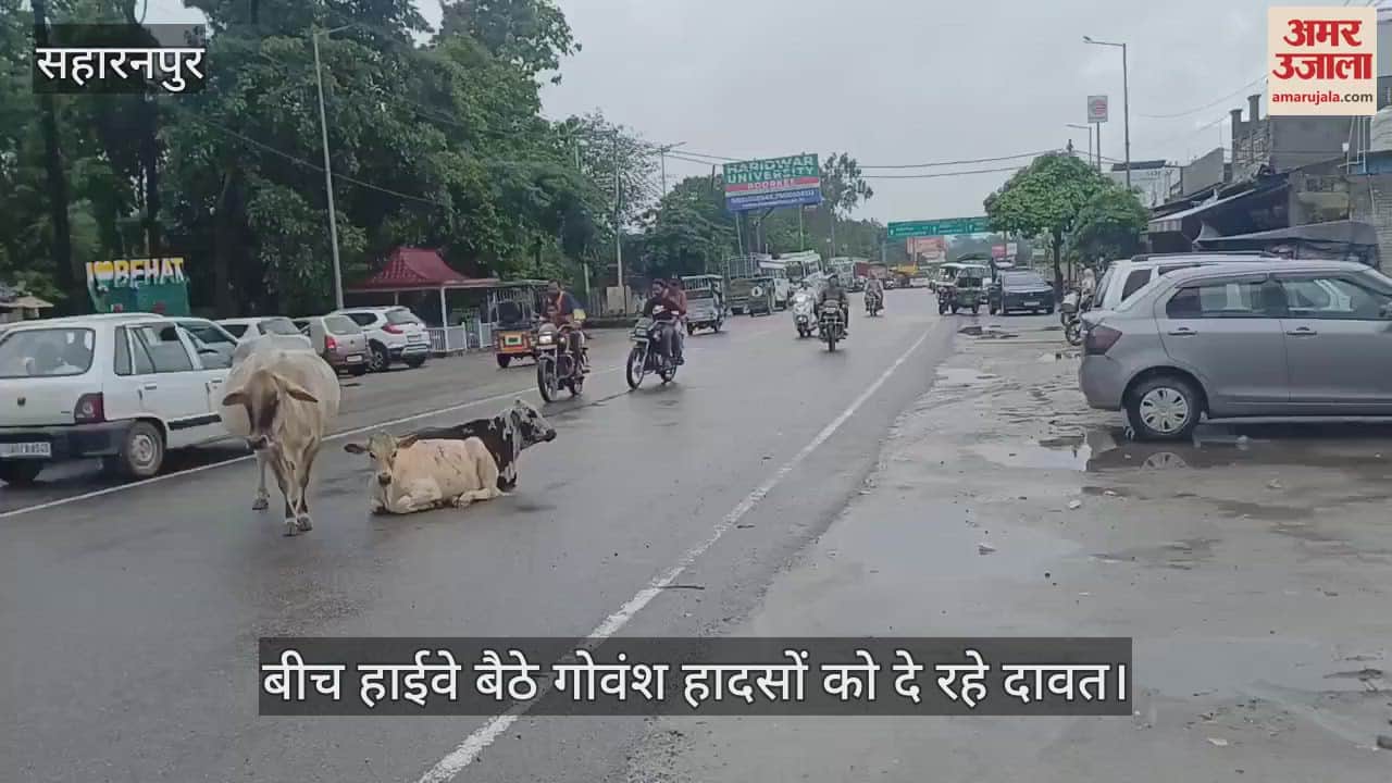 Cattle camped on highway in rain, many vehicles escaped collision