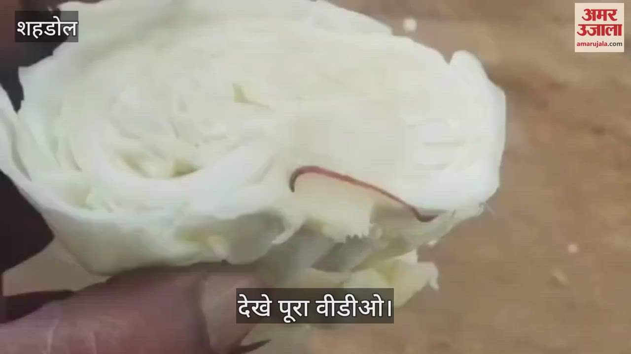 A snake was found in cabbage in Shahdol, the family got scared