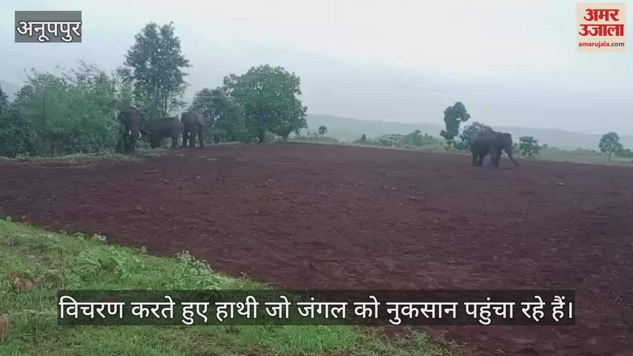 A group of four elephants reached the border of Dindori district, destroyed many houses at night