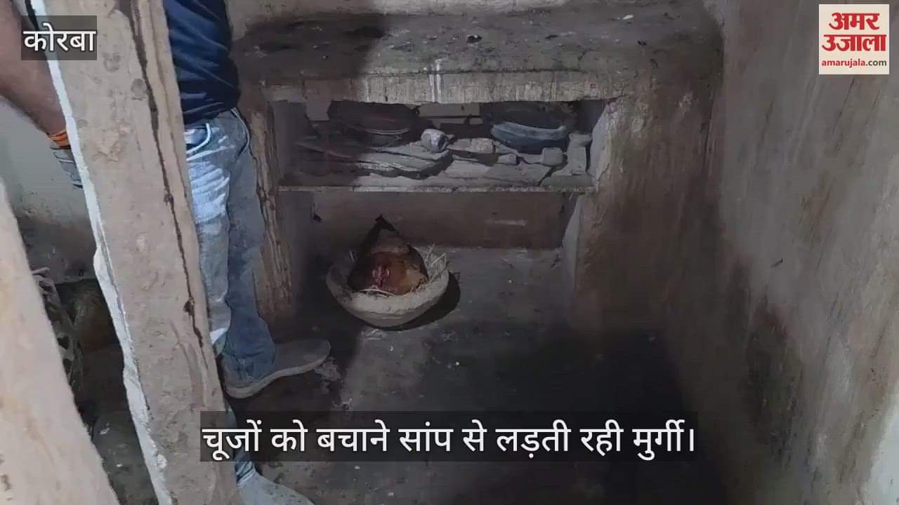 hen kept fighting with a snake to save its chicks the hen died due to snake bite in Korba