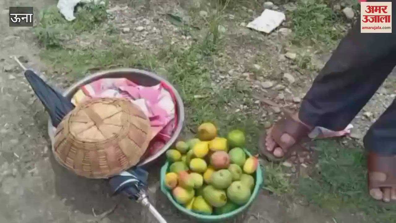 Una Spicy sweet and juicy Himachali mangoes have become special and everyone first choice these days