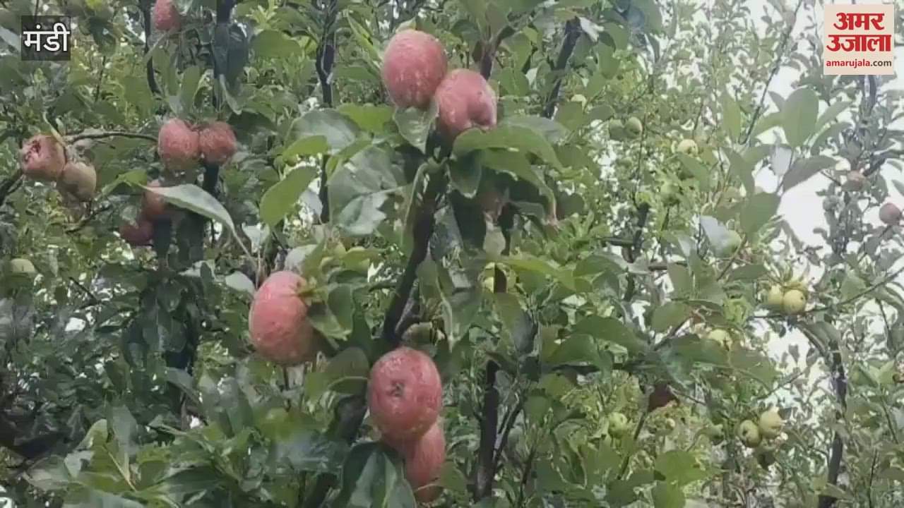 Mandi Tydeman Summer Queen and Red June apples ready in Mandi district