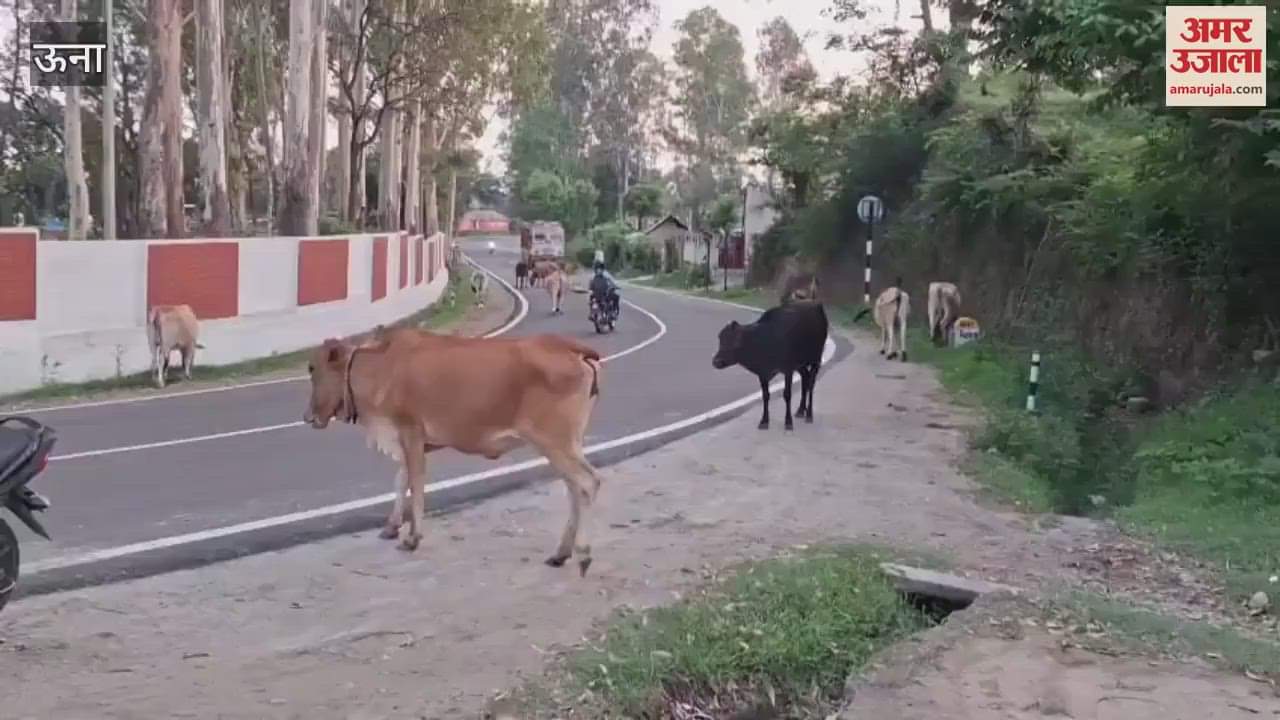Una Despite spending crores helpless cattle are roaming on the roads