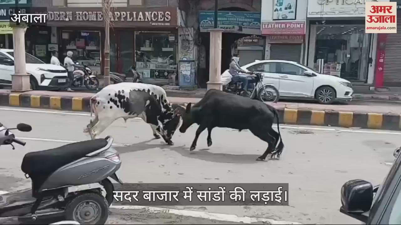 vehicles damaged in bull fight in Ambala Cantt