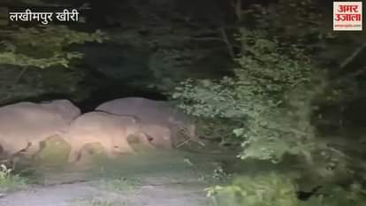 Elephants coming out of the forest in Lakhimpur Kheri created havoc