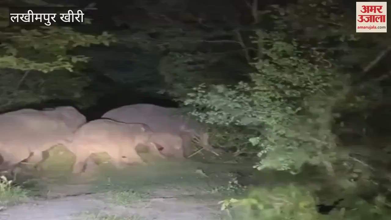 Elephants coming out of the forest in Lakhimpur Kheri created havoc