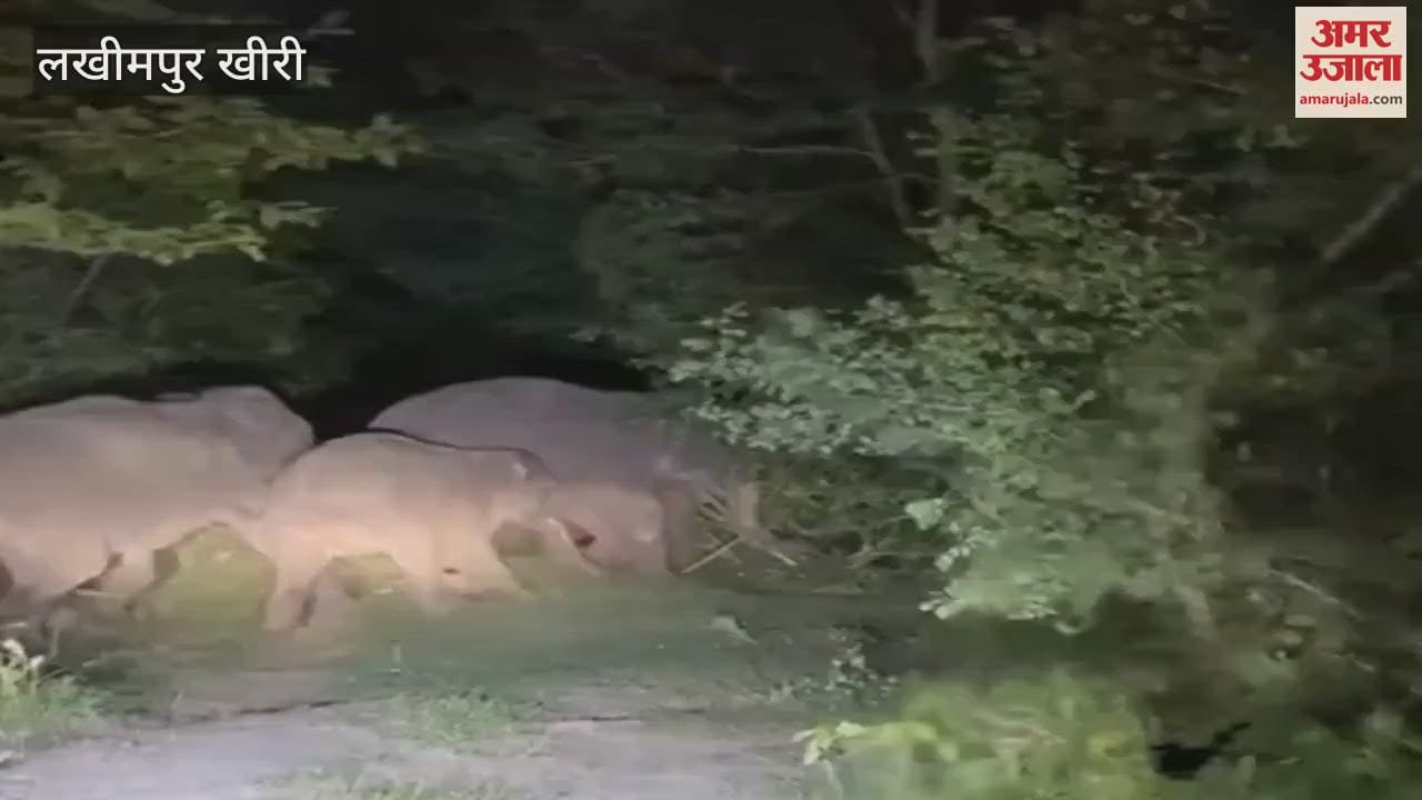 Elephants coming out of the forest in Lakhimpur Kheri created havoc