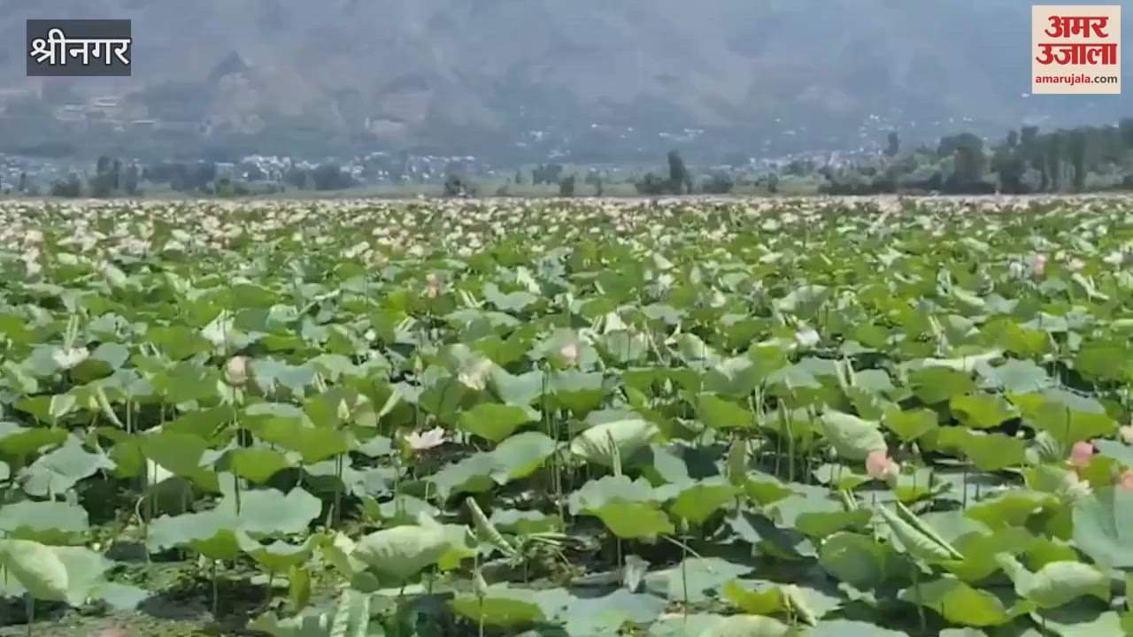 Lotus stem (Nadru) on full bloom in wular lake after more than 25 Years