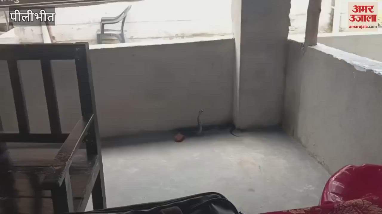snake entered the advocate chamber in the Kalinagar Tehsil complex of Pilibhit