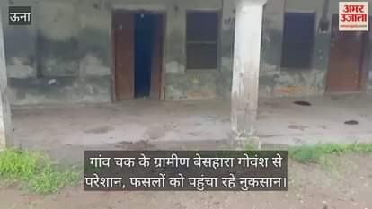 Villagers of Chak village are troubled by the stray cattle, which are causing damage to crops