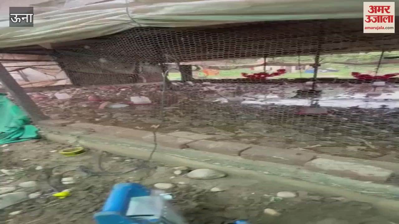 Una Rain wreaks havoc in Mansoh of Dhamandhari Panchayat poultry farm submerged loss of Rs 30 lakh