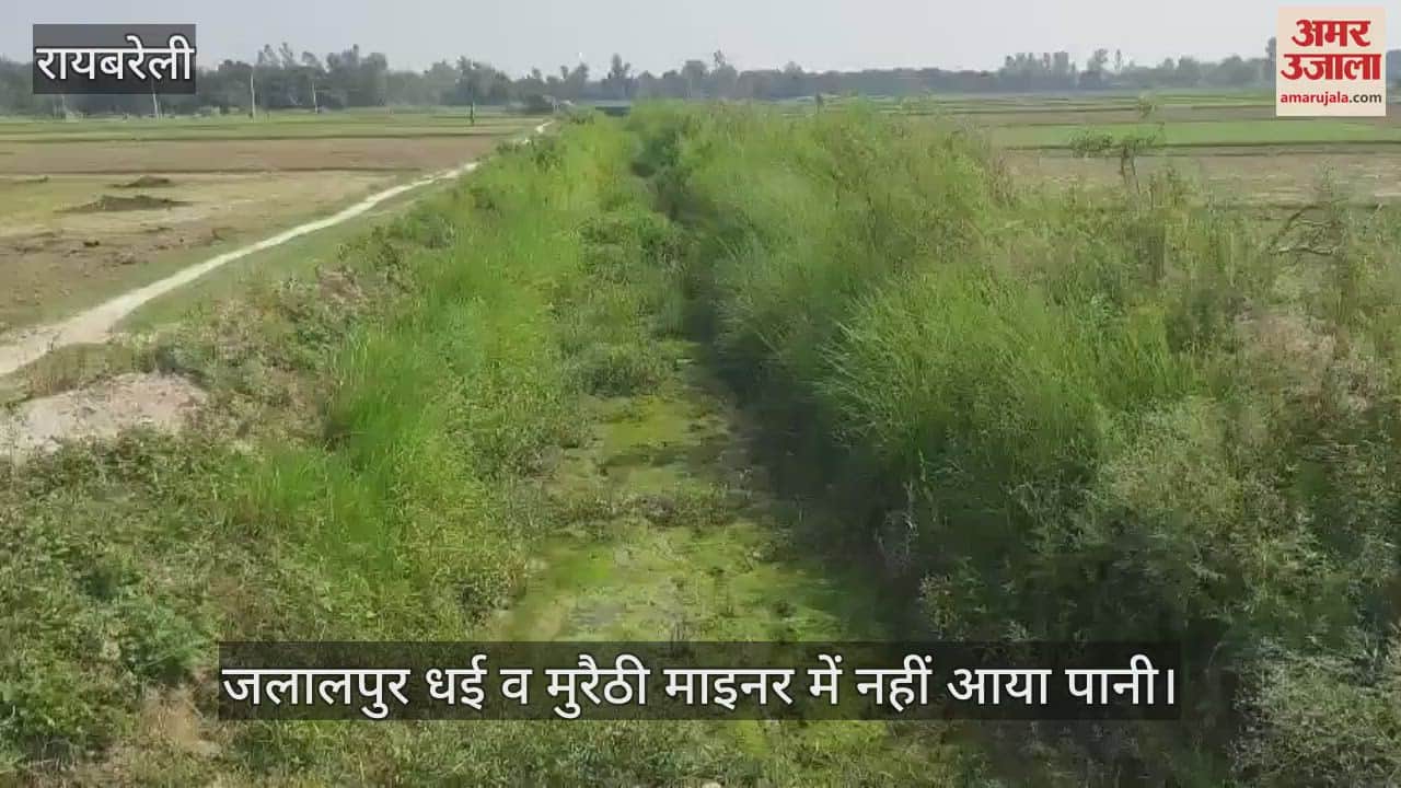 VIDEO: Raebareli: नहरों में पानी न आने से पिछड़ रही धान की रोपाई, जलालपुर धई व मुरैठी माइनर में नहीं आया पानी