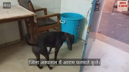 Dogs are relaxing in departments of district hospital, patients are scared.