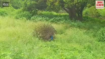 peacock danced, we saw it: In the midst of heat and humidity, the peacock danced seeing the clouds in the sky