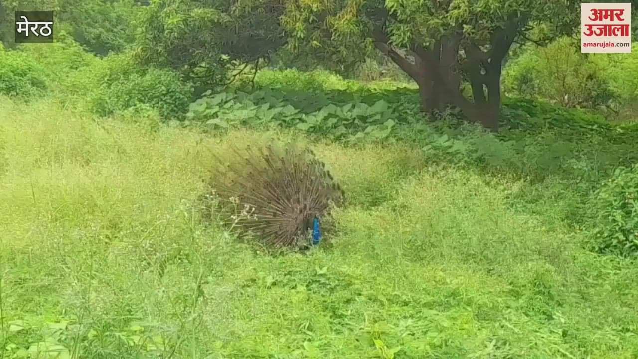 peacock danced, we saw it: In the midst of heat and humidity, the peacock danced seeing the clouds in the sky