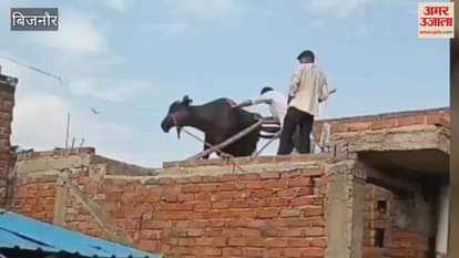Bijnor: A buffalo climbed on the roof of a house in Jalpur village of Nangalsoti, a crowd of people gathered to see it