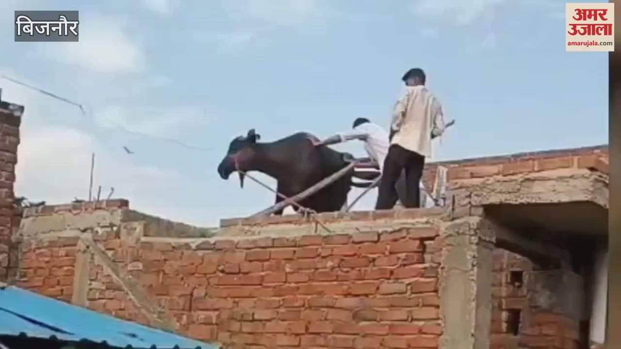 Bijnor: A buffalo climbed on the roof of a house in Jalpur village of Nangalsoti, a crowd of people gathered to see it