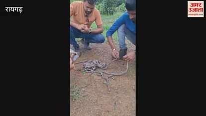 Successful rescue of a 12 feet python in Raigarh