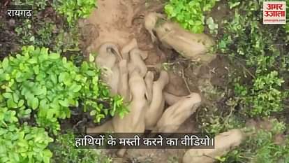 A video of wild elephants roaming in Raigad having fun has surfaced