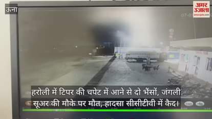 Two buffaloes and a wild boar died on the spot after being hit by a tipper, the accident was captured on CCTV