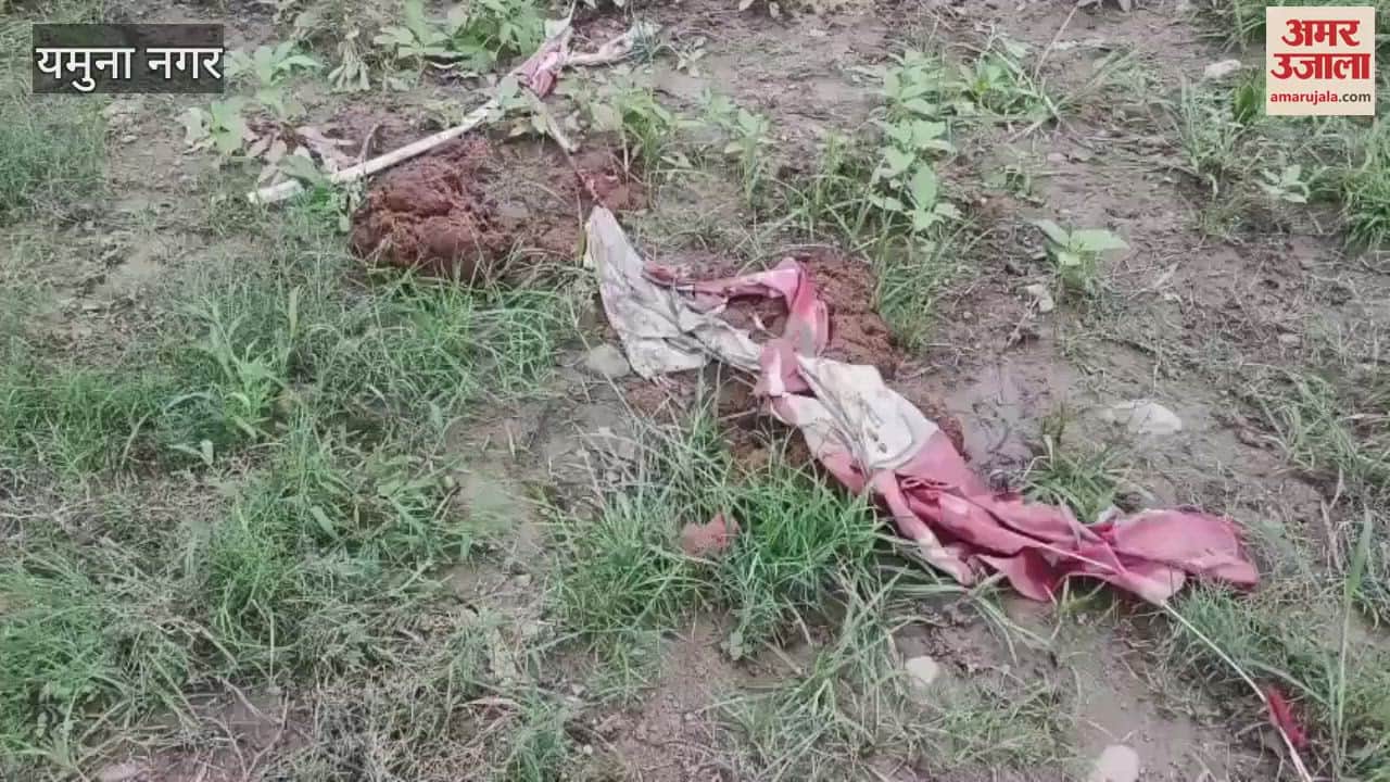 In Yamunanagar, a herd of elephants created havoc in the fields of Ariyawala, causing damage to sugarcane crops and trees