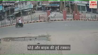 Collision between horse and bike