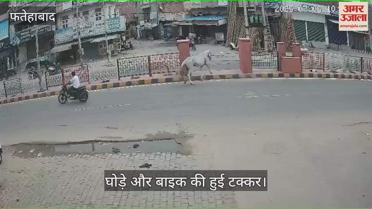 Collision between horse and bike