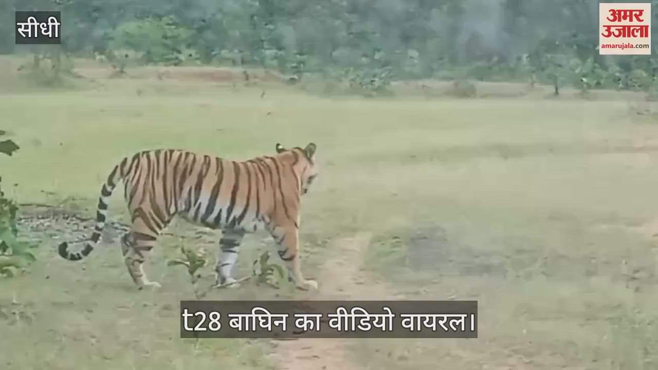 Sidhi News: 'Aunty Maa' T28 tigress reached the buffer zone of Sanjay Tiger Reserve