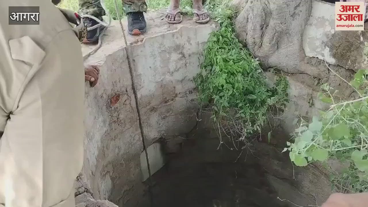 National bird peacock rescued by forest department team
