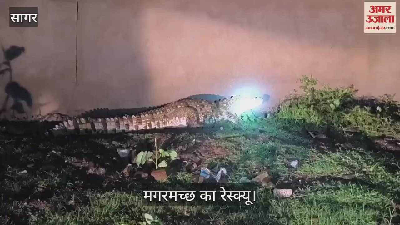 Sagar News: Crocodile entered the municipal premises, forest department caught it safely