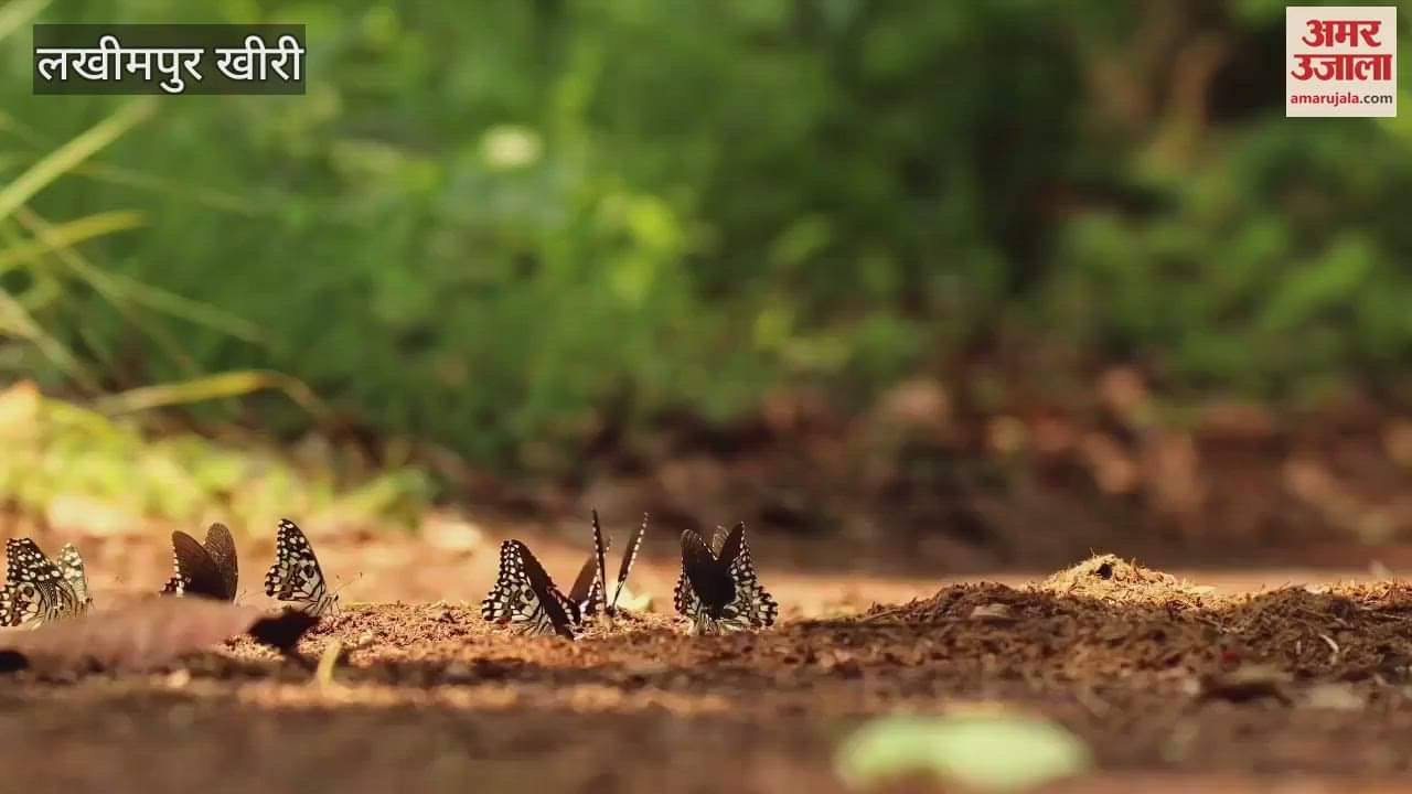 Dudhwa also has a wonderful world of butterflies