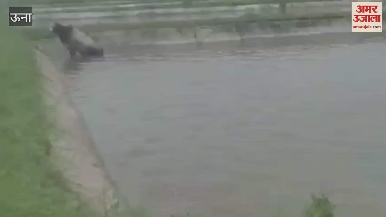 Una A bull got stuck in the pond of Dioli fish farming seed center people took it out