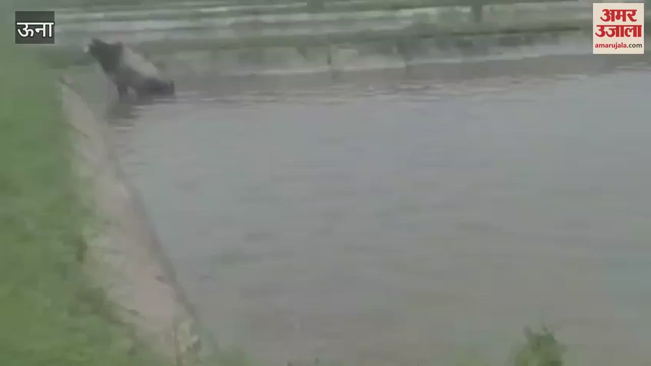 Una A bull got stuck in the pond of Dioli fish farming seed center people took it out