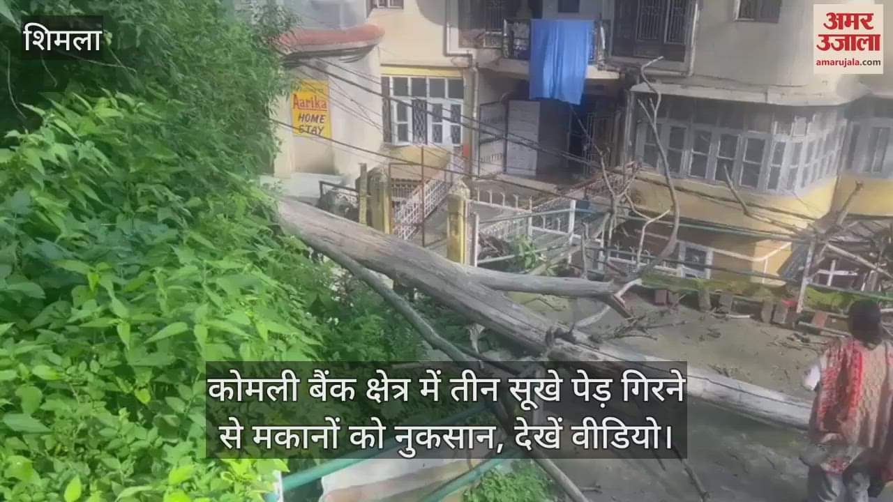 Shimla: Houses damaged due to falling of three dry trees in Komli Bank area, watch video