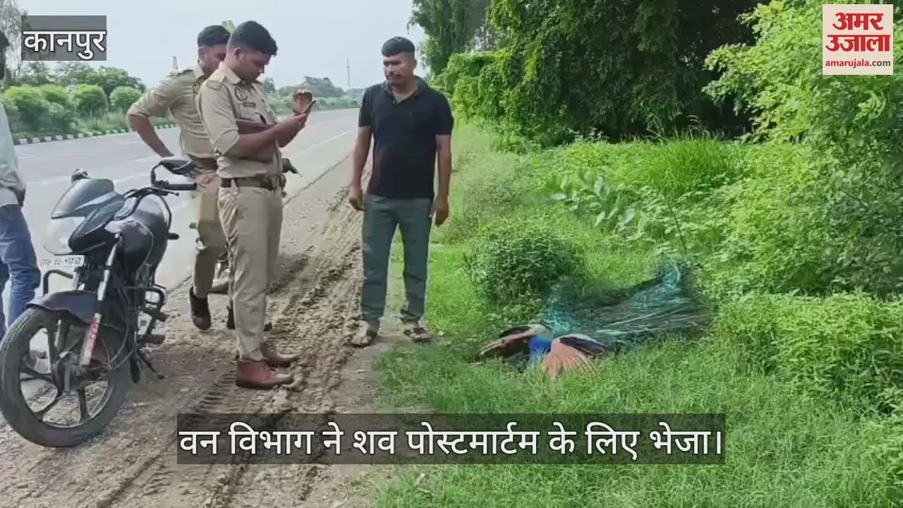 कानपुर में अज्ञात वाहन की टक्कर से राष्ट्रीय पक्षी मोर की मौत