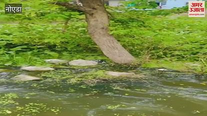 Funeral Procession Was Again Taken Out Through Dirty Water After Spending Crores – Amar Ujala Hindi News Live