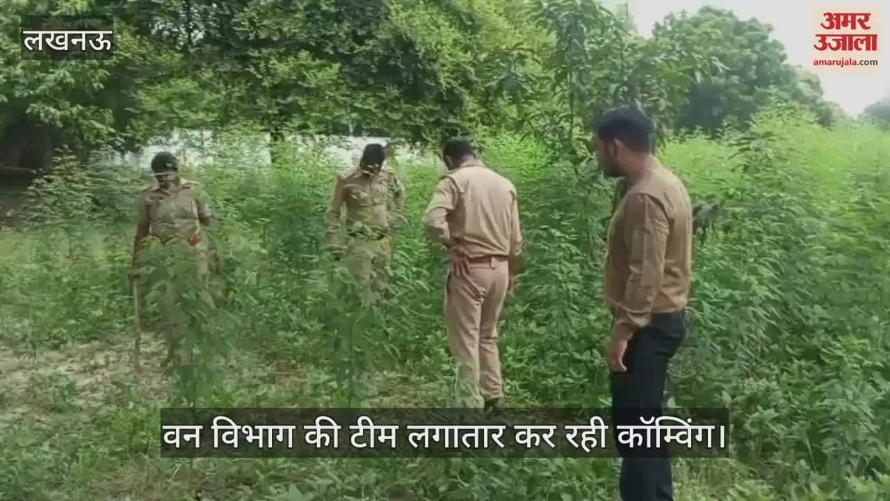 VIDEO: वन विभाग की टीम लगातार कर रही कॉम्विंग... अभी तक नहीं दिखा तेंदुआ