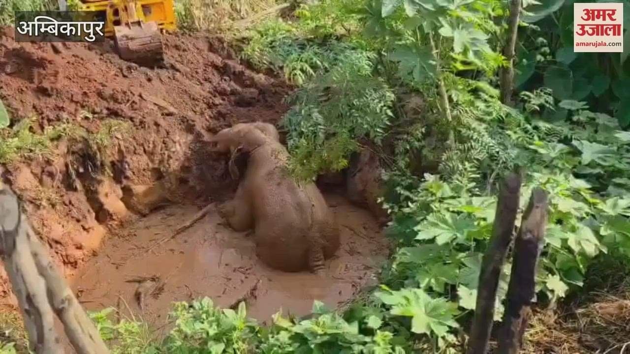An elephant fell into a pit in Sitapur forest range of Surguja district