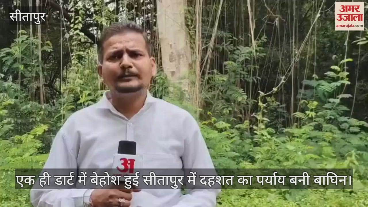 एक ही डार्ट में बेहोश हुई सीतापुर में दहशत का पर्याय बनी बाघिन, वनकर्मियों ने इस तरह बिछाया था जाल