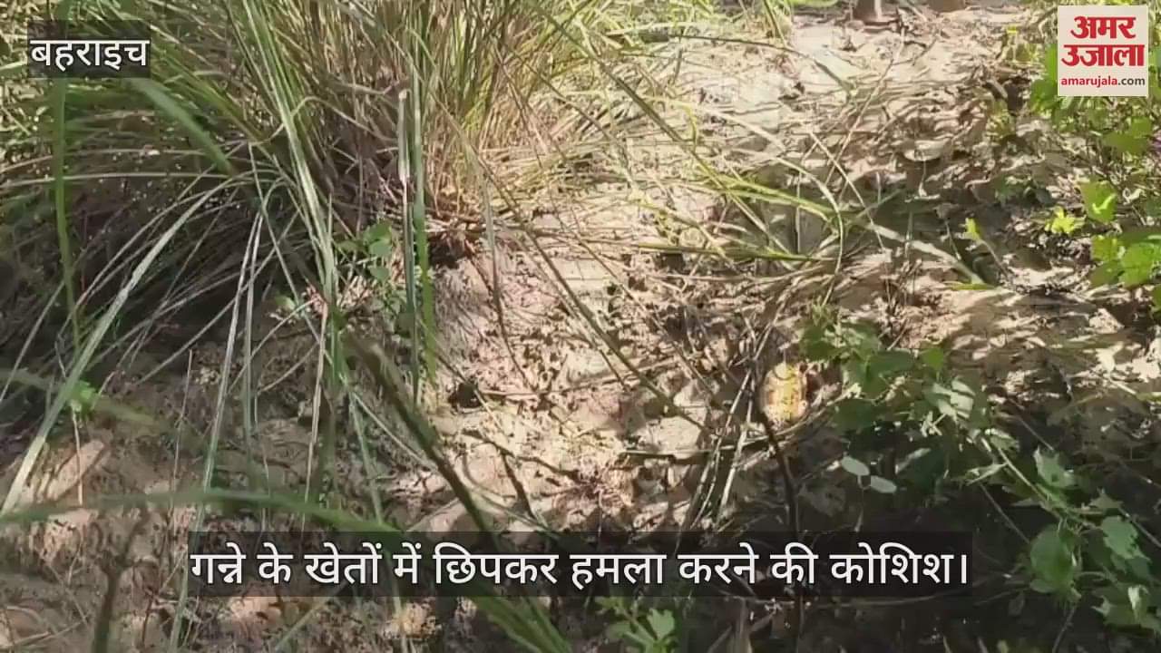VIDEO: बबुरी गांव में भेड़िये की 8 मांद मिलीं, ग्रामीणों में दहशत, गन्ने के खेतों में छिपकर हमला करने की कोशिश