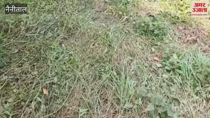 A herd of elephants destroyed the crops of the farmers in Kaladhungi