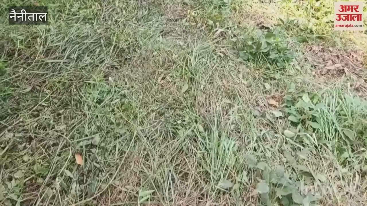 A herd of elephants destroyed the crops of the farmers in Kaladhungi