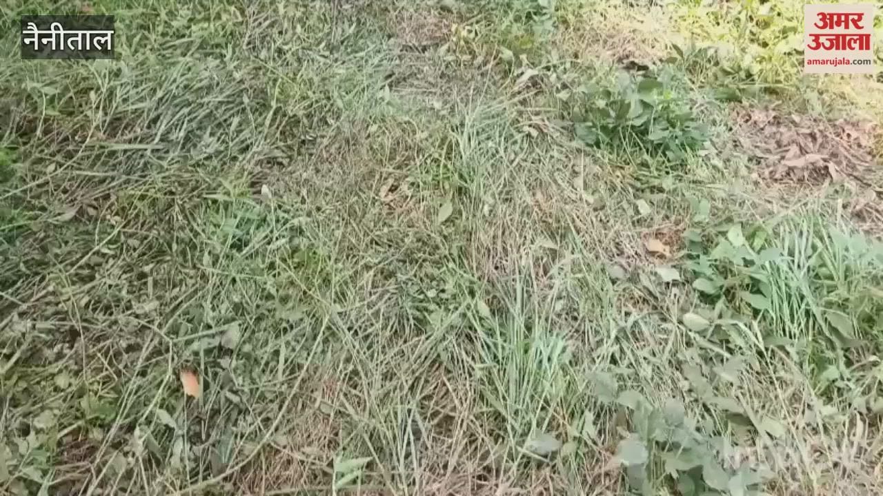 A herd of elephants destroyed the crops of the farmers in Kaladhungi
